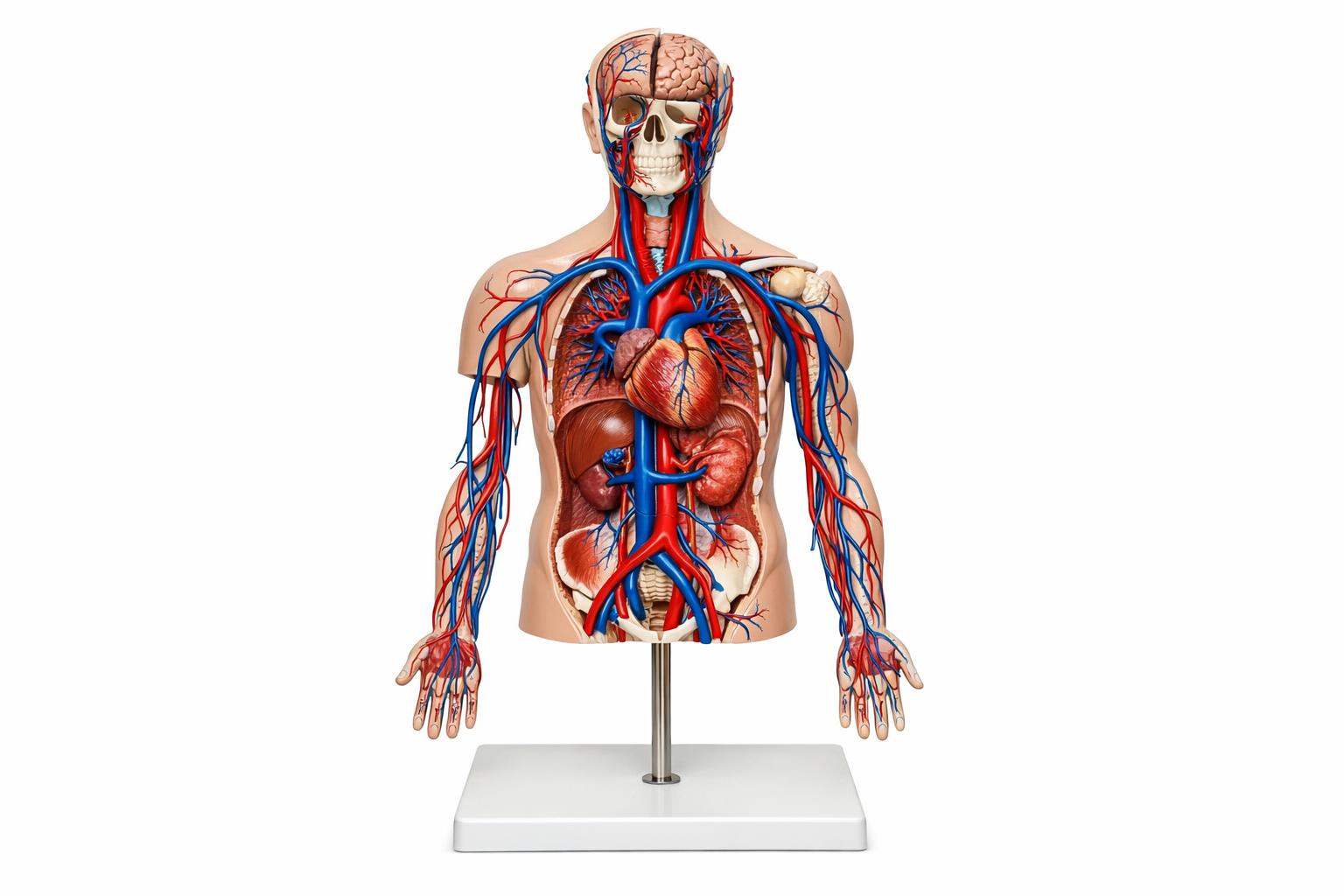 Model anatomiczny układu krążenia - realistyczna replika