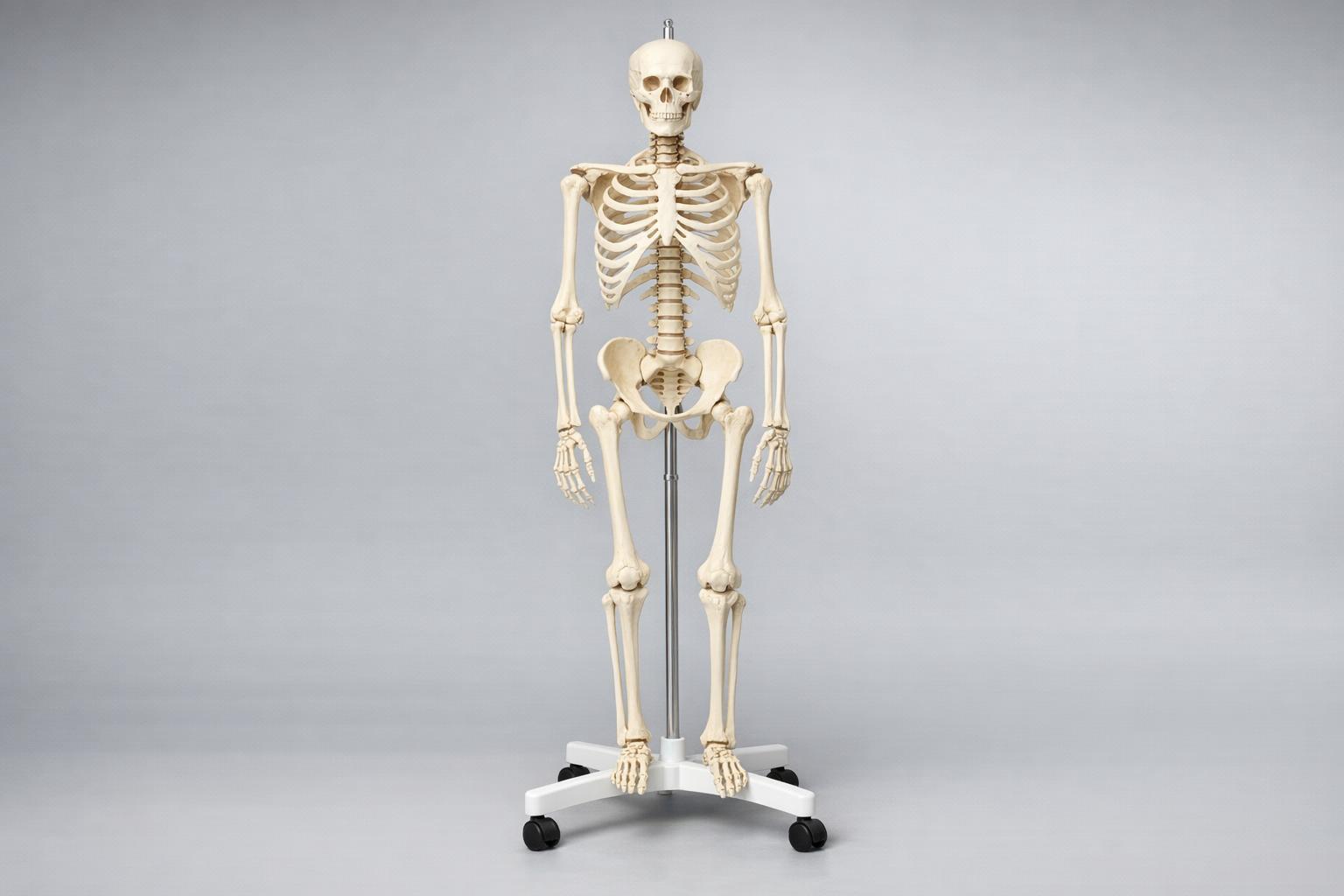 Modele anatomiczne układu kostnego i mięśniowego: praktyczny przewodnik